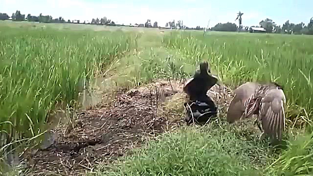 به دام انداختن خروس آبی با پخش...