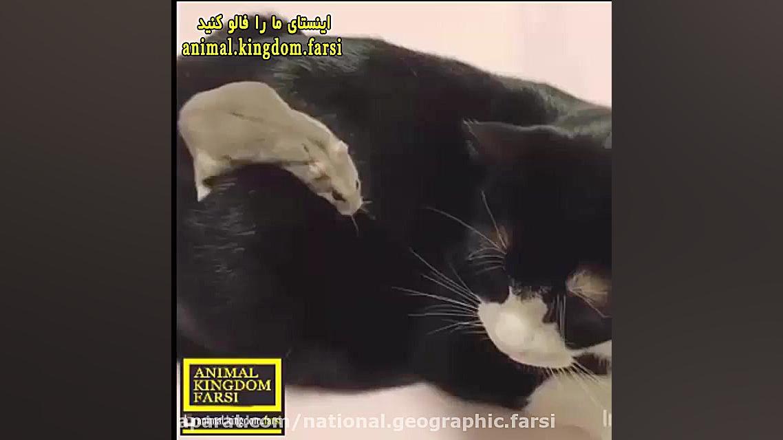 دوستی موش و گربه (آخر زمان شده...