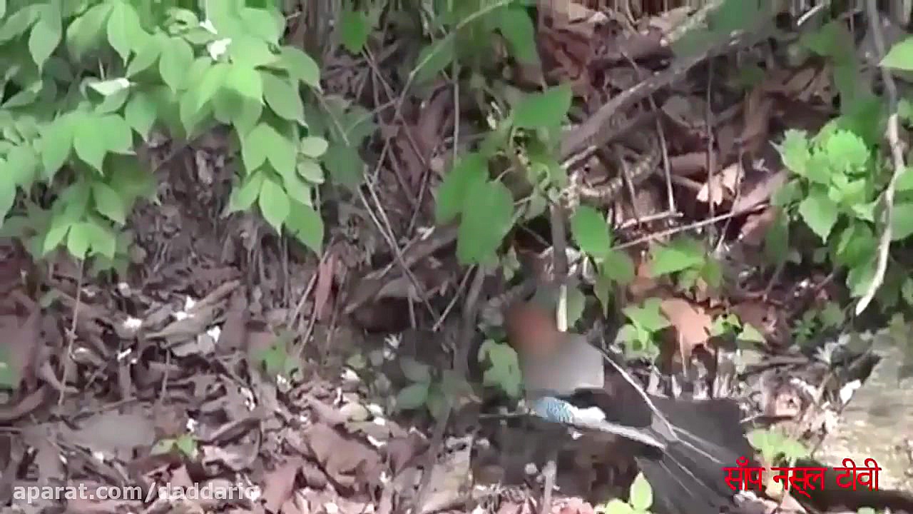 شکار مارها توسط عقاب و نبرد پر...