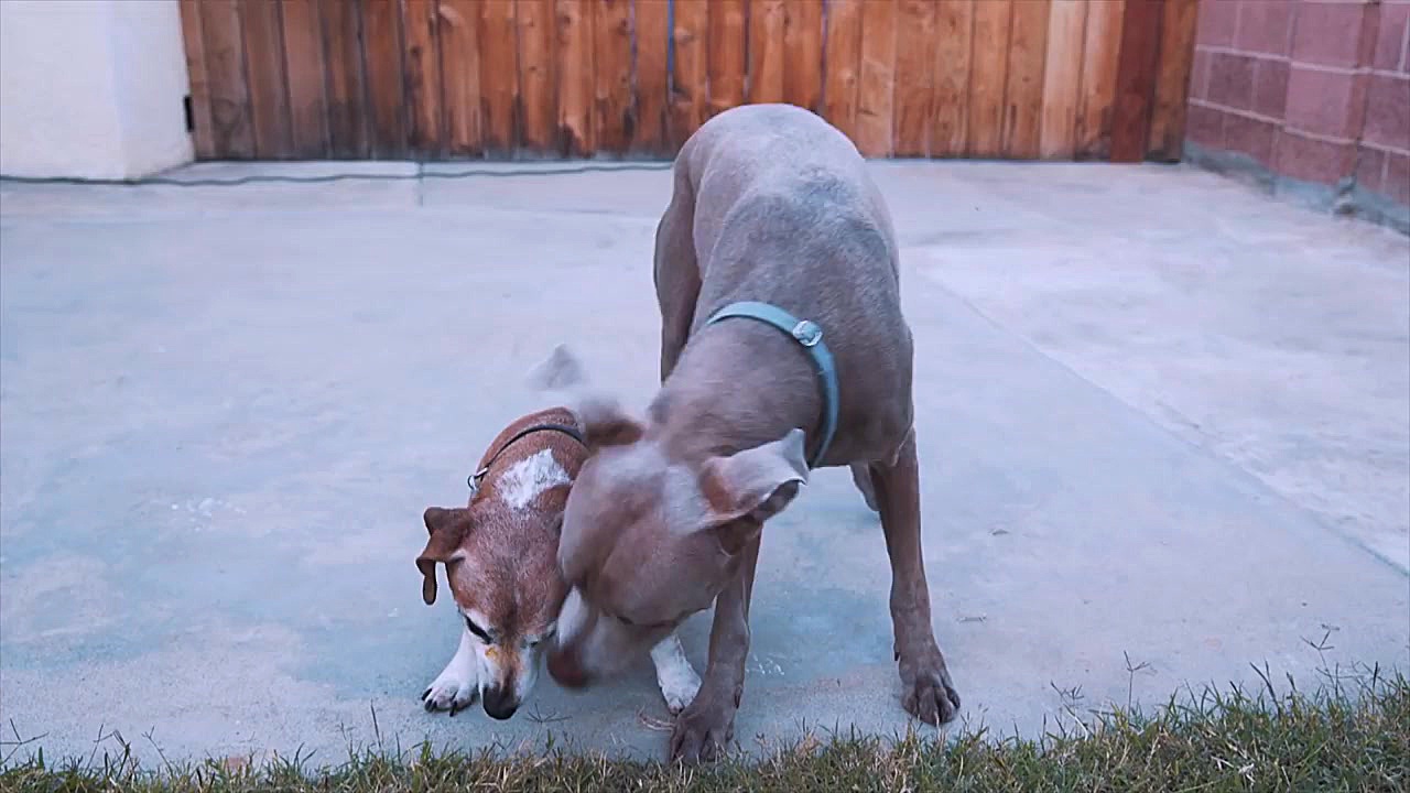 برنامه کودک: پرنس چارلز میزبان...