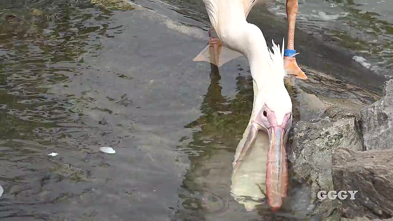 نحوه شکار ماهی توسط پرنده پلیک...