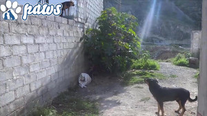 حمله وحشیانه سگ روت وایلر به س...