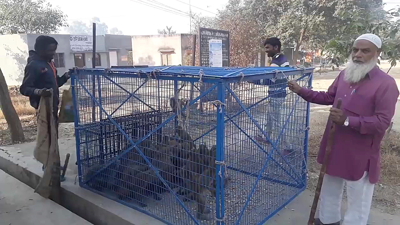 ساخت تله برای شکار صدها میمون...