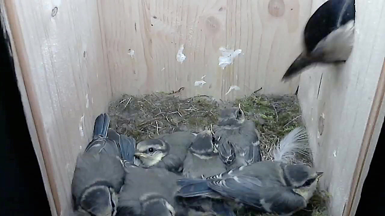 تلاش ناکام پرنده برای شکار بچه...