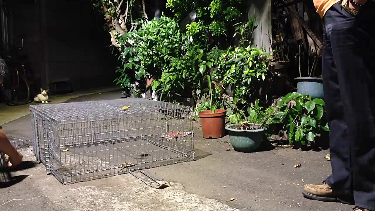 ساخت تله برای شکار یک گربه وحش...