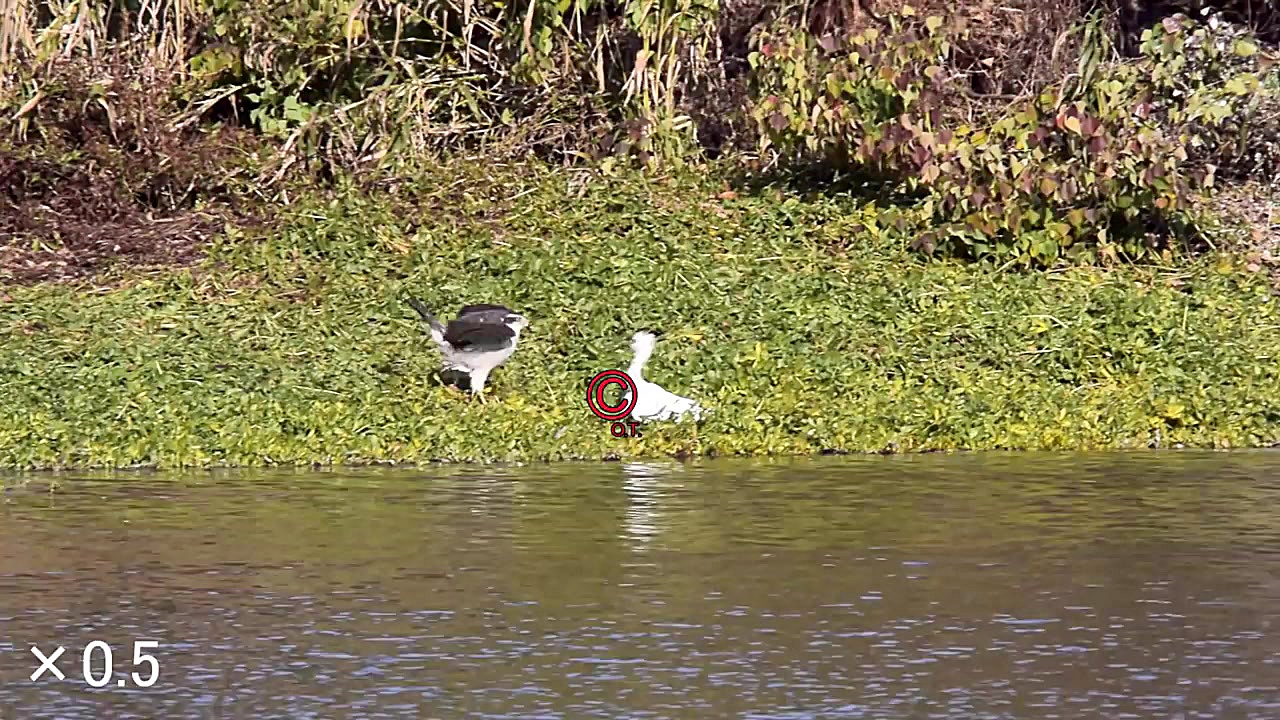 شکار برق آسای پرنده حواصیل توس...