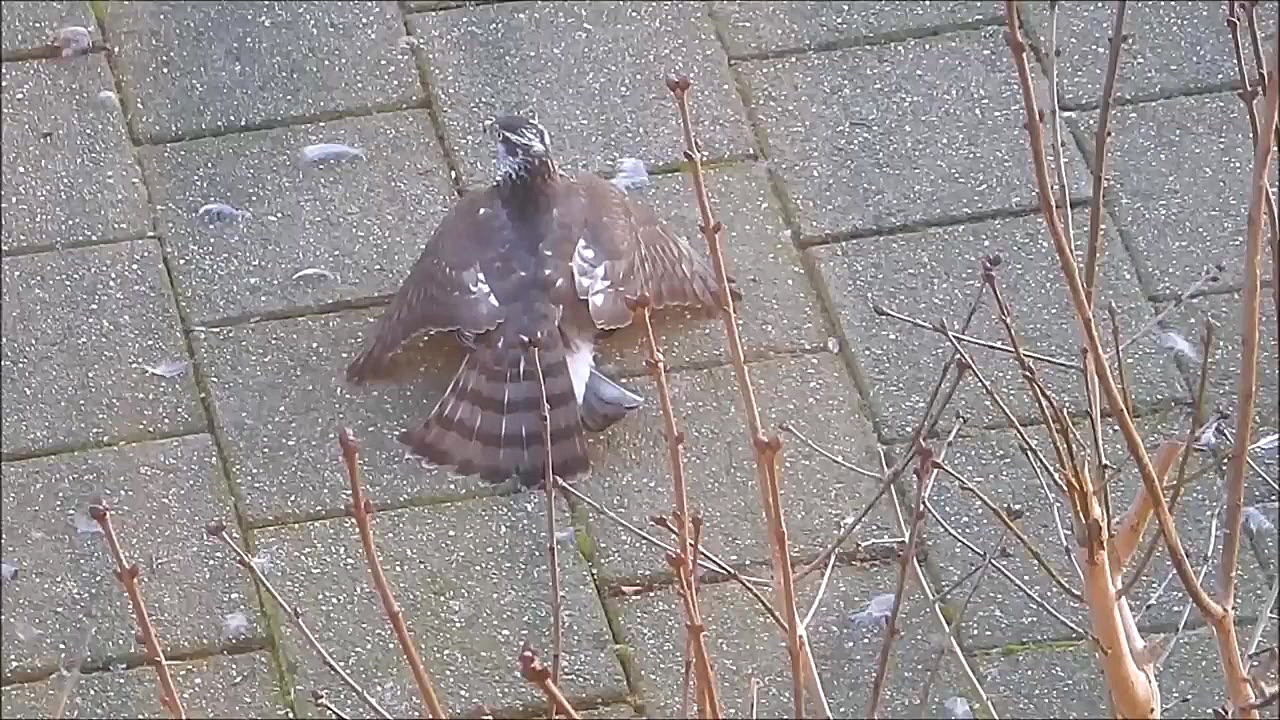 شکار کردن و دریدن زنده زنده پر...