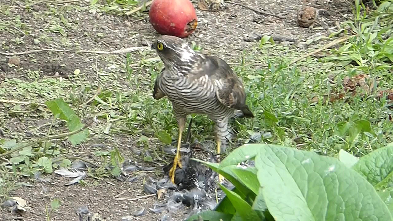 شکار کردن و دریدن زنده زنده پر...