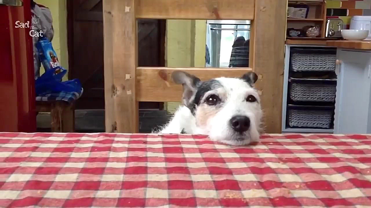 Funny Jack Russell Compilation