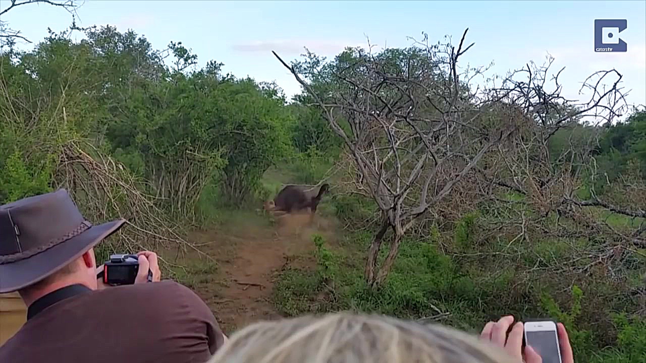 نبرد برای زندگی گوزن یالدار با...