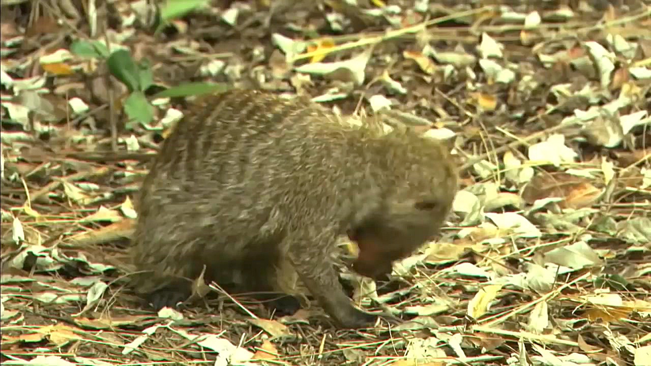 مار کبری مقابل مانگوس | تصاویر...