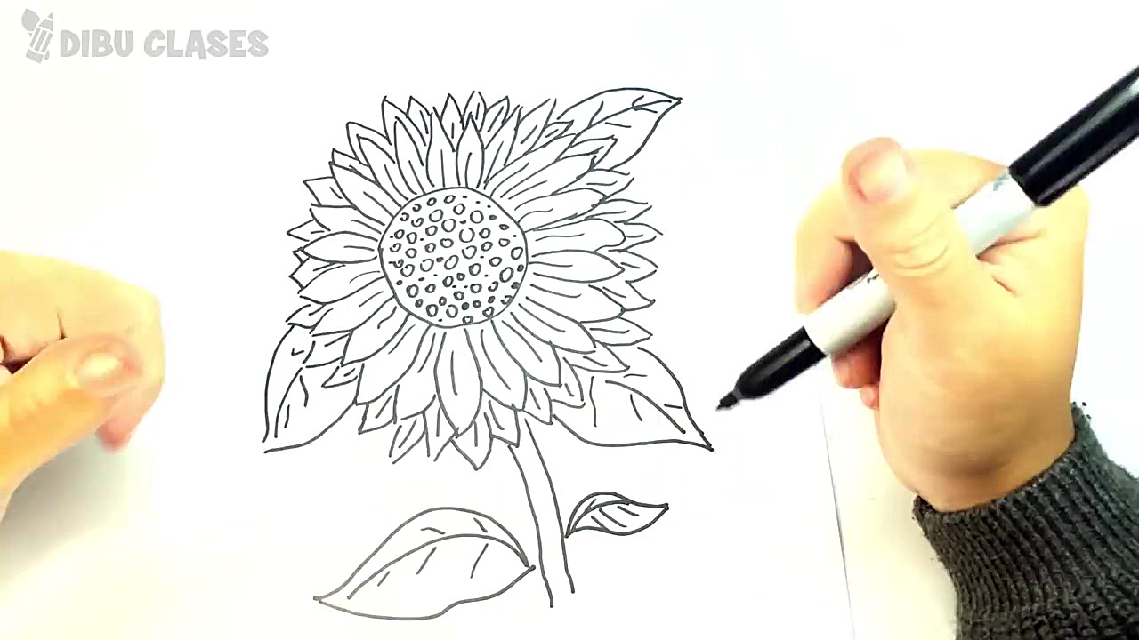 C&oacute;mo dibujar un Girasol...