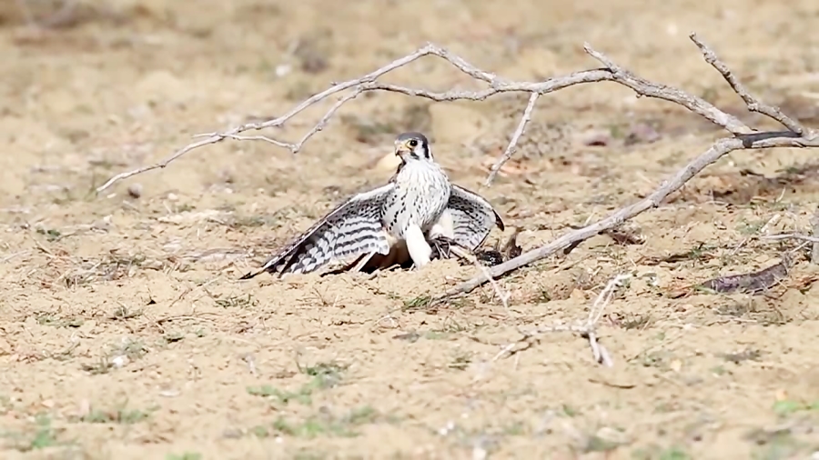 شکار کبوتر استارلینگ توسط پرند...