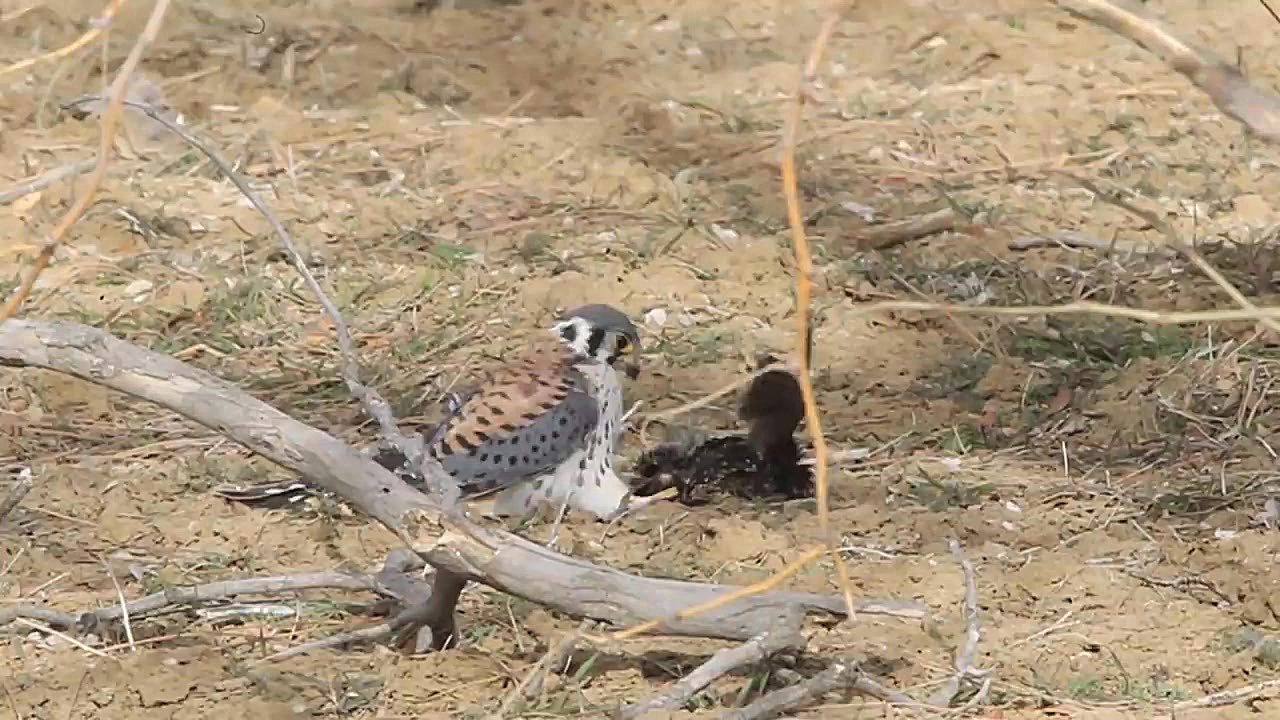 شکار کبوتر استارلینگ توسط پرند...