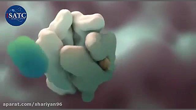 تأثیر الکل بر یاخته های عصبی م...