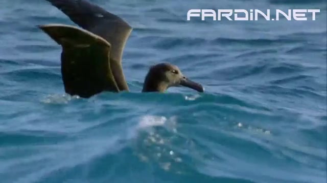 شکار پرنده توسط کوسه