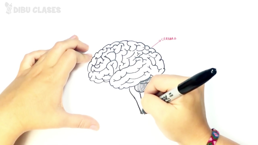 dibujos faciles del cerebro