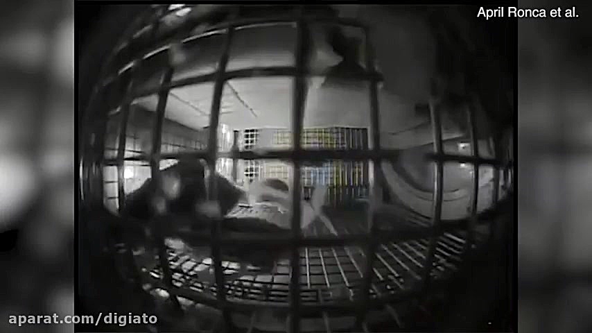 موش ها در ایستگاه فضایی بین ال...