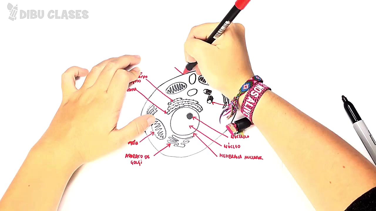 C&oacute;mo dibujar un C&eacut...