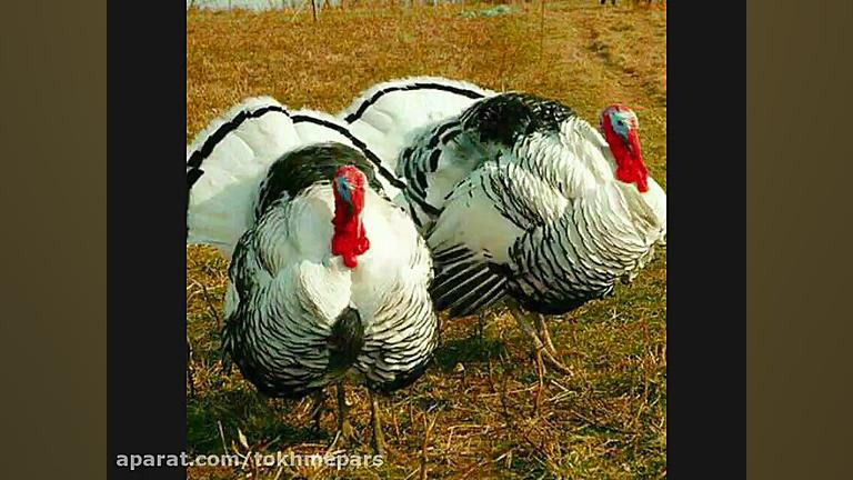 فروش تخم نطفه دار بوقلمون با ت...