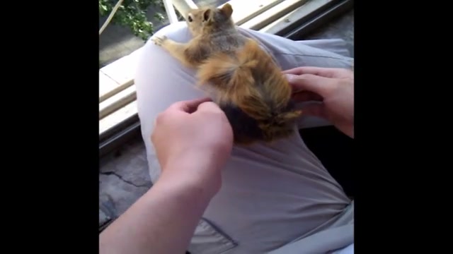 سنجاب قلقلکی