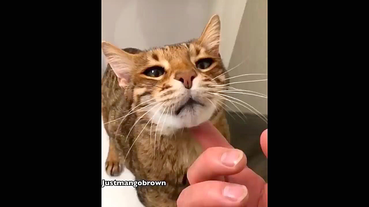 کارهای خنده دار حیوانات خانگی...