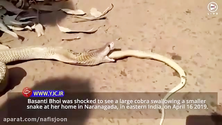 استفراغ مار کبرا