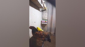جفت گیری مرغ عشق با مرغ محلی