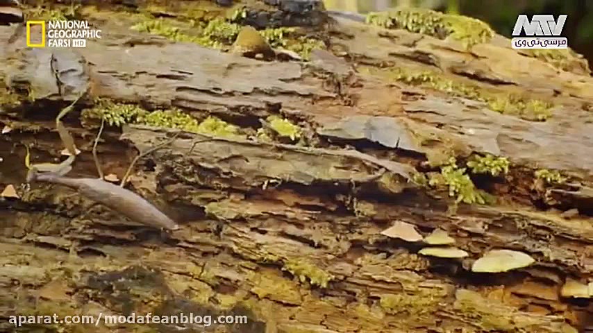 دنیای مخوف حشرات جنگل