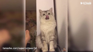 واکنش خنده دار گربه ها به بوی...