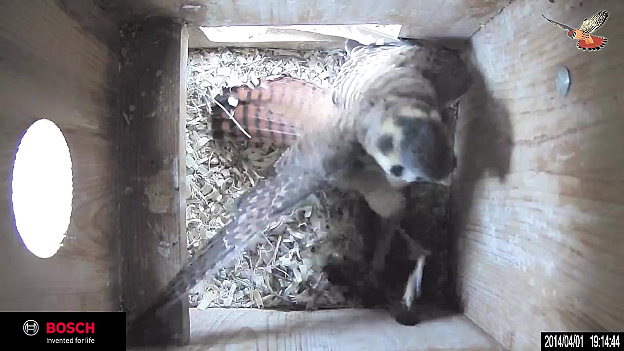 نبرد وحشیانه پرنده شکاری دلیجه...