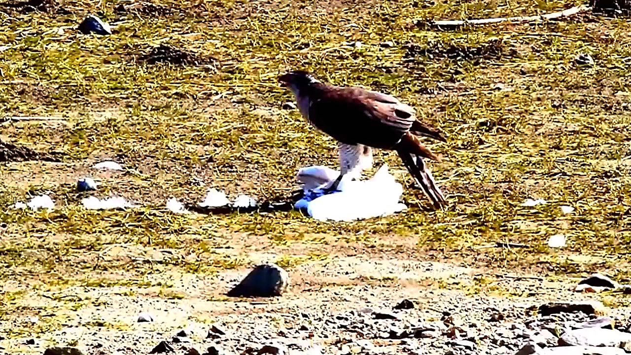 شکار وحشیانه و دریدن زنده زنده...