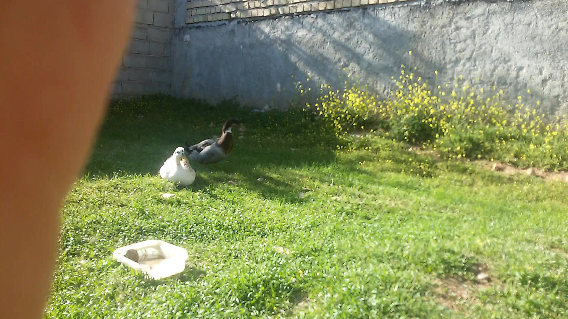 جوجه اردک های من