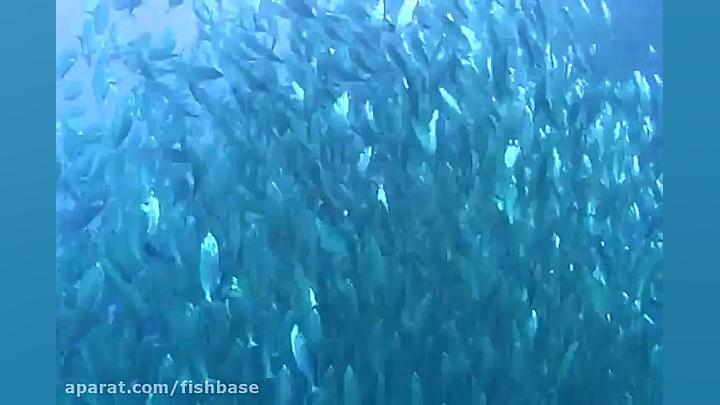 ماهی گیش زردخط: Selaroides lep...