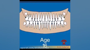 روند رویش دندان های شیری و دائ...
