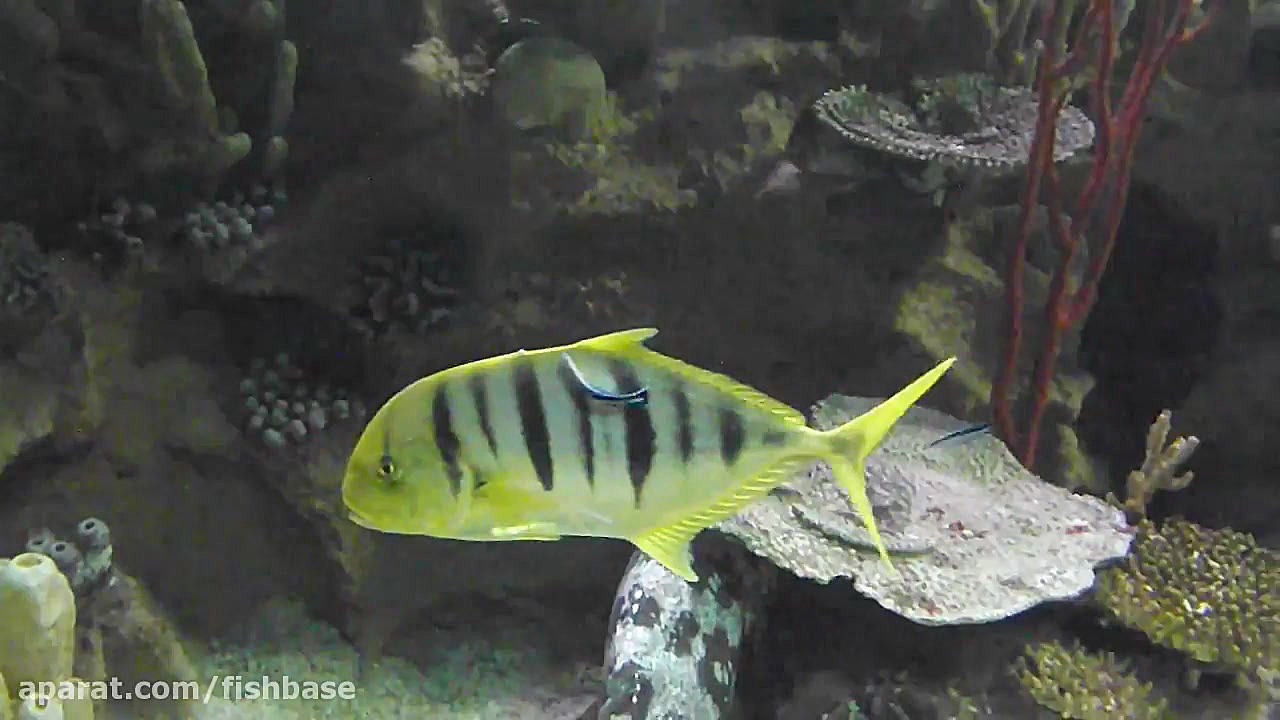 ماهی گیش طلایی: Gnathanodon sp...