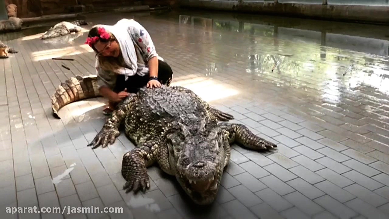 یاسمین زیبا و کرکدیل ها