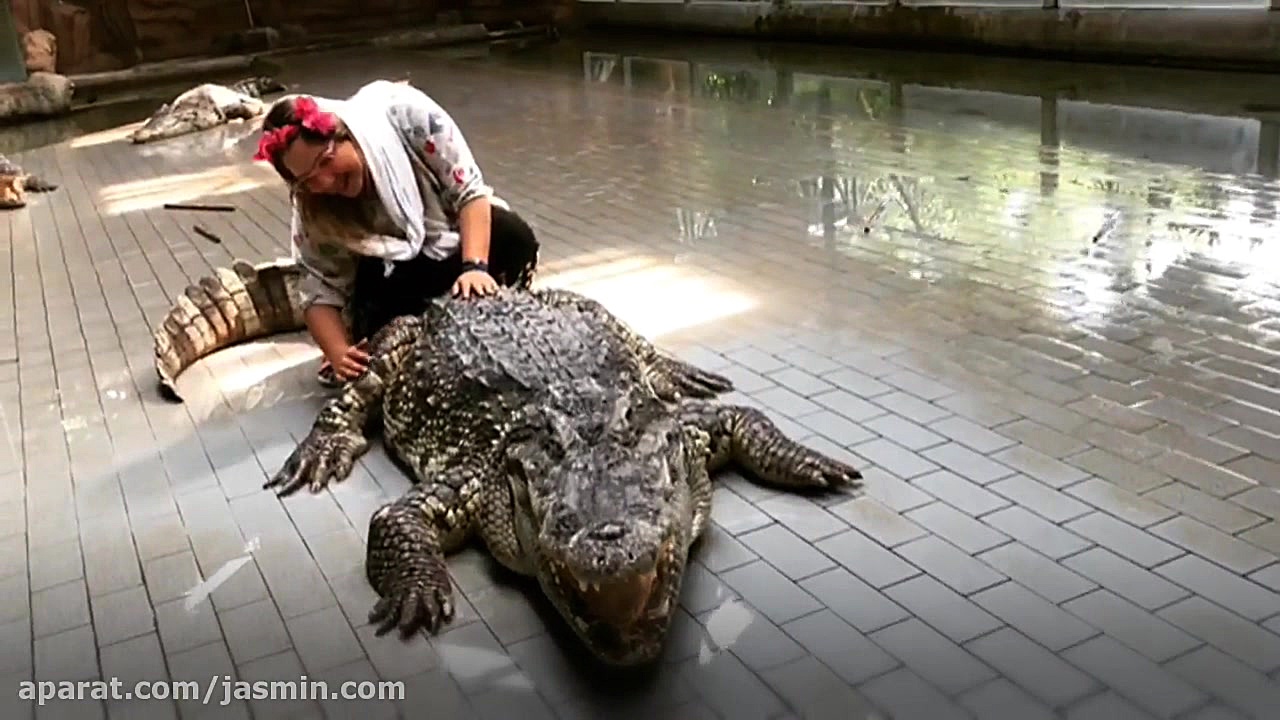 ودیو جذاب یاسمین در کنار کرکدی...