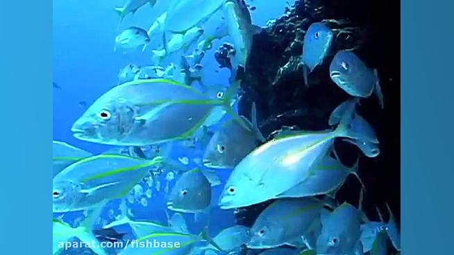 ماهی گیش سفید: Pseudocaranx de...