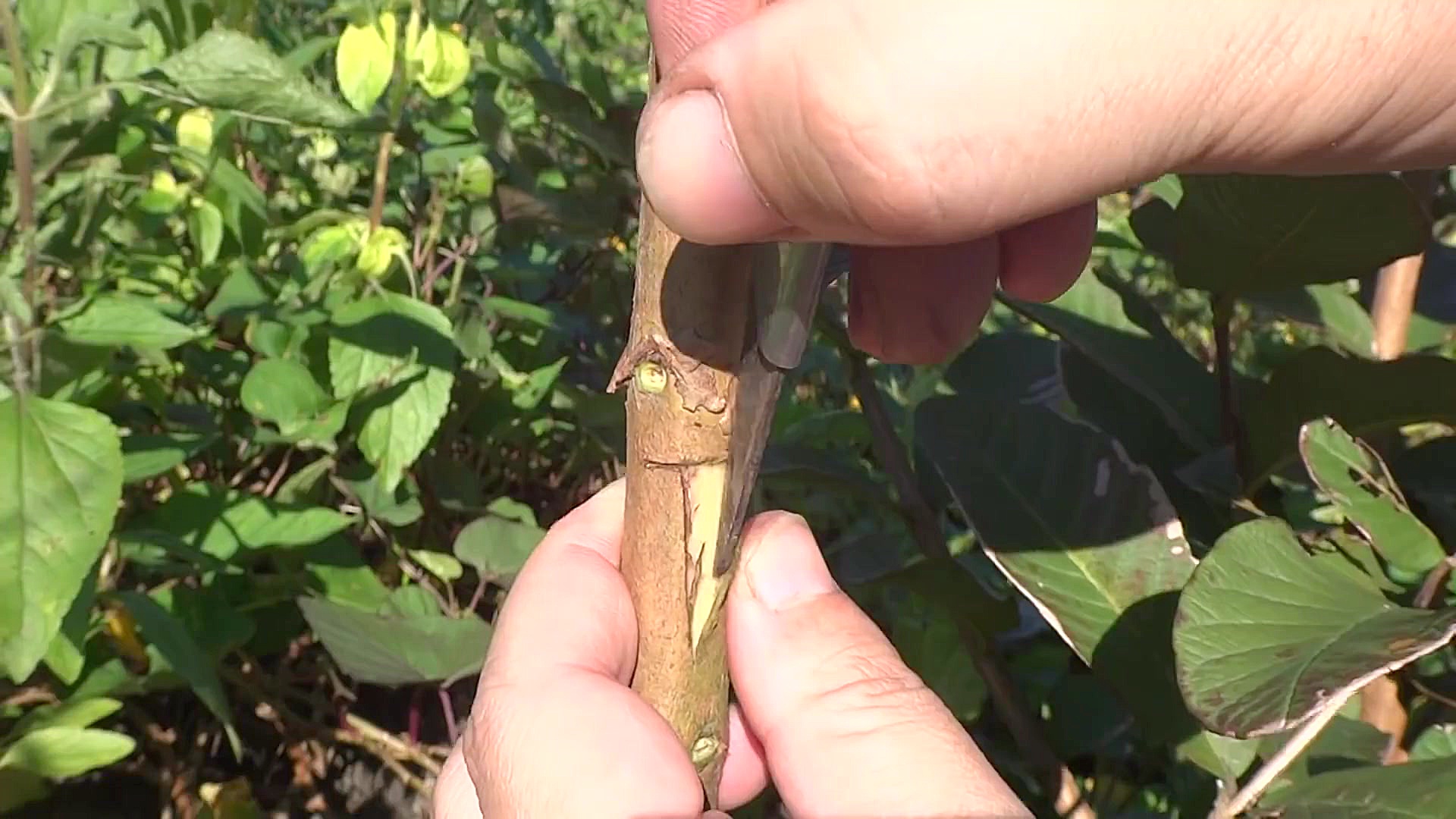 پیوند شکمی با جوانه بیدار در ا...