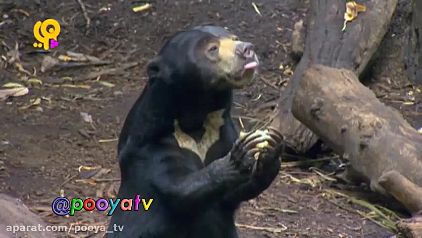 مجموعه خدا چه افریده آموزش حیو...