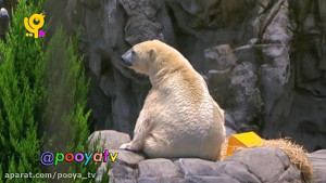 مجموعه خدا چه افریده آموزش حیو...