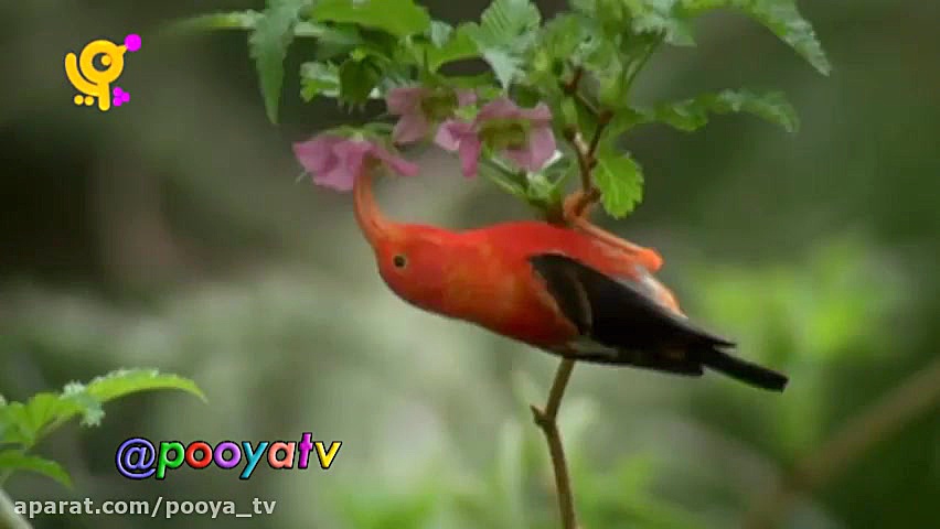 مجموعه خدا چه افریده آموزش حیو...