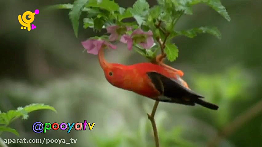 مجموعه خدا چه افریده آموزش حیو...