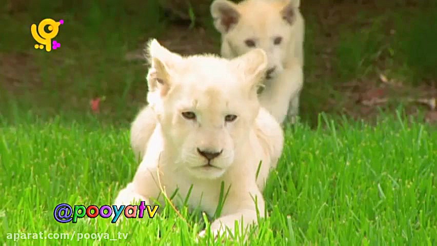 مجموعه خدا چه افریده آموزش حیو...