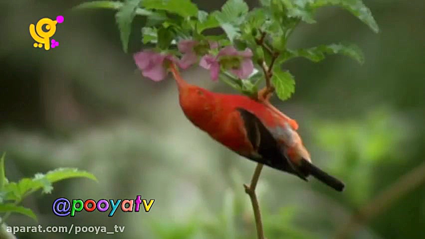 مجموعه خدا چه افریده آموزش حیو...