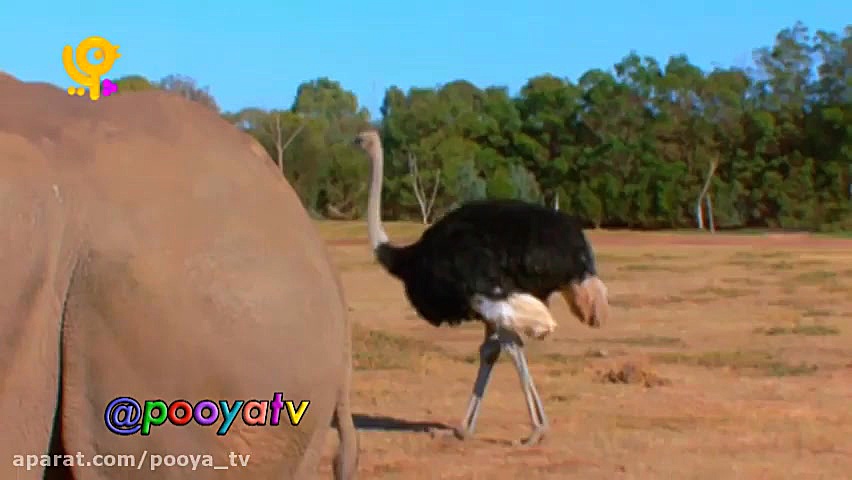 مجموعه خدا چه افریده آموزش حیو...