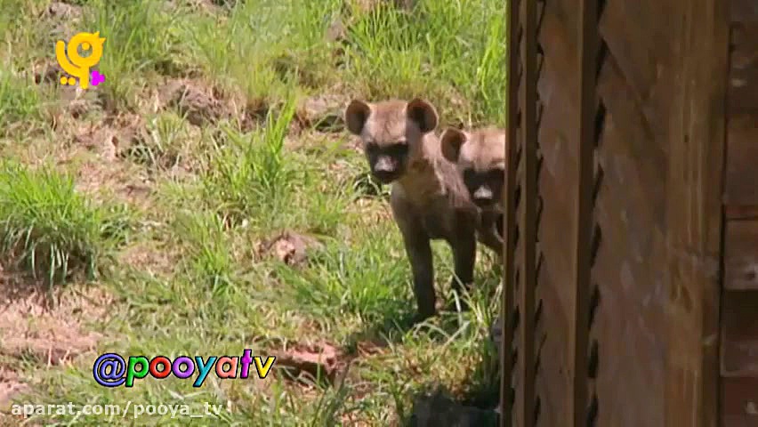 مجموعه خدا چه افریده آموزش حیو...