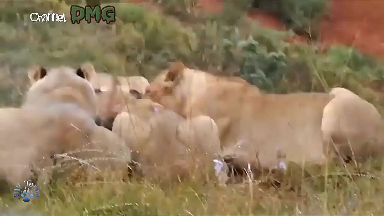 نبرد حیوانات: مبارزه شیر و گرا...