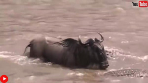 نبرد حیوانات: حمایت اسب آبی از...